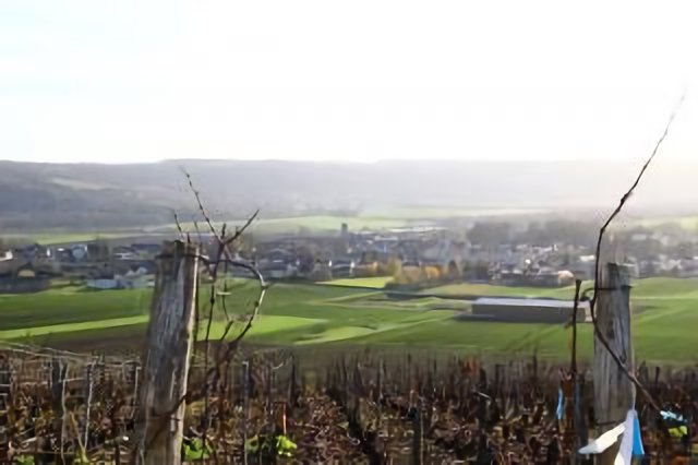 Charly sur Marne et les vignes de Champagne