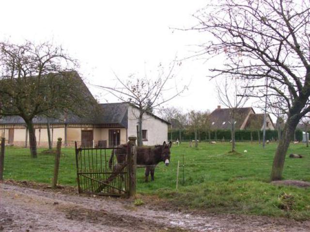âne