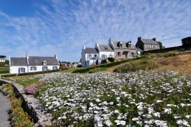 Batz island flowers