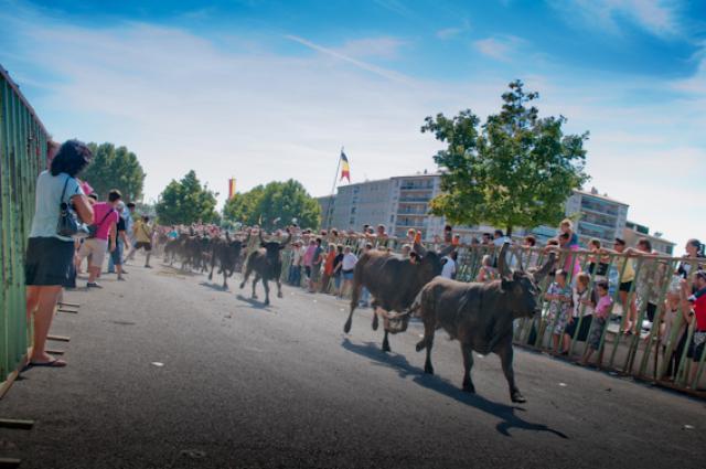 Lâché de Taureau dans les rues de Beaucaire