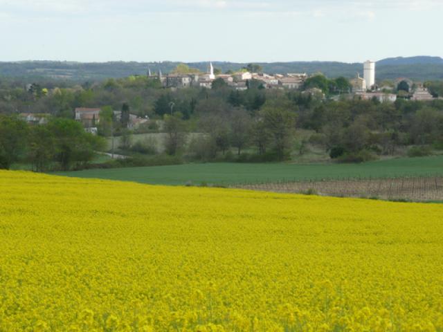 Champ de Colza prés de Méjeannes les Ales