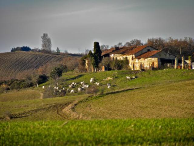 Bòria tradiconala de Tèrrafòrt
