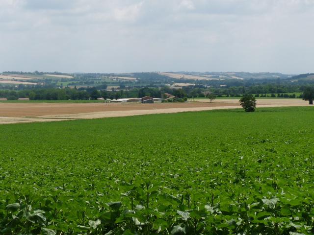 Vue vers le nord-est depuis le bourg de Francarville, Haute-Garonne, France