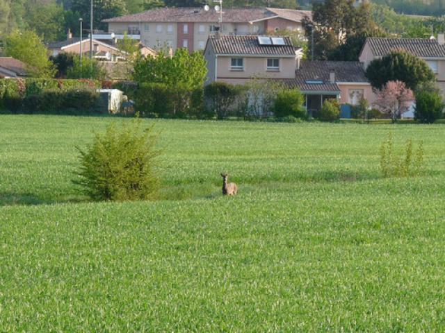 Chevreuil tout près des habitations quartier du Mail le 03 Mai 2009