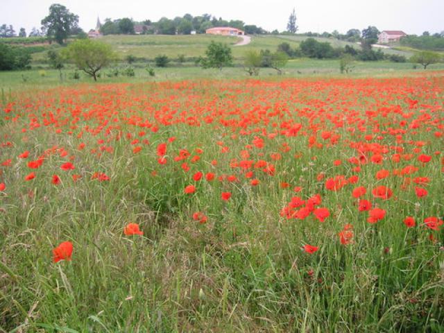 Champ de coquelicots près de Lauraët