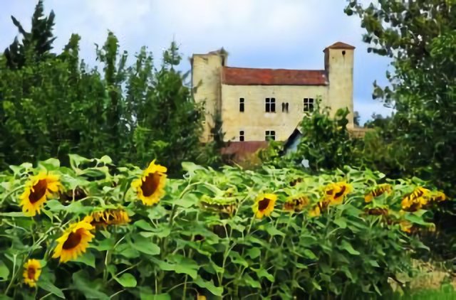 Mansencome Castle behind sunflowers