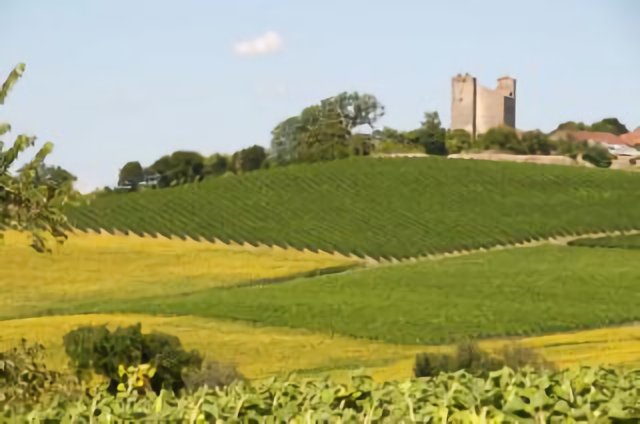 Sunflowers and Chateau