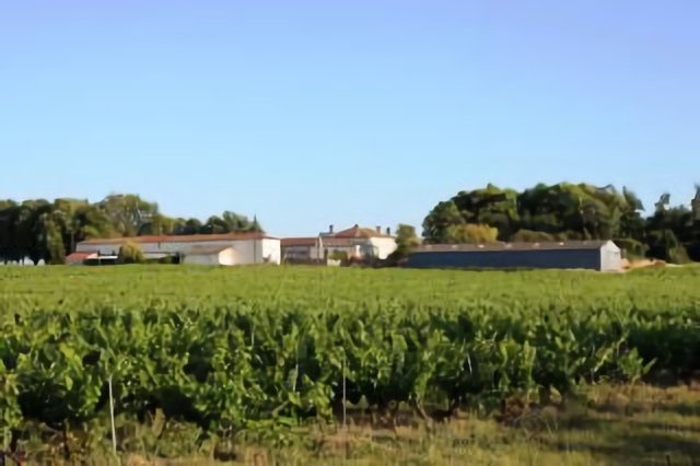 Viñedos
