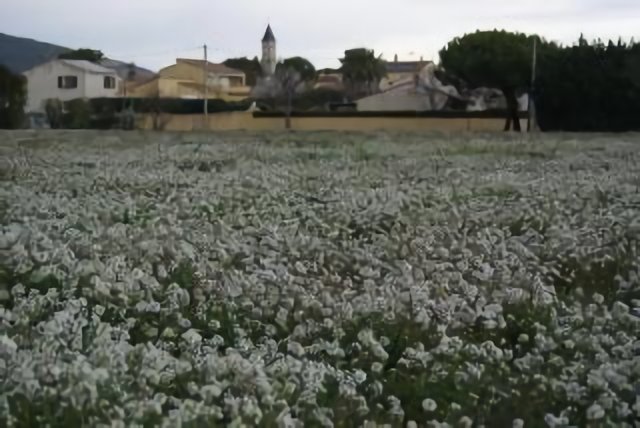 Vic la Gardiole - Le champ de fleurs blanches.