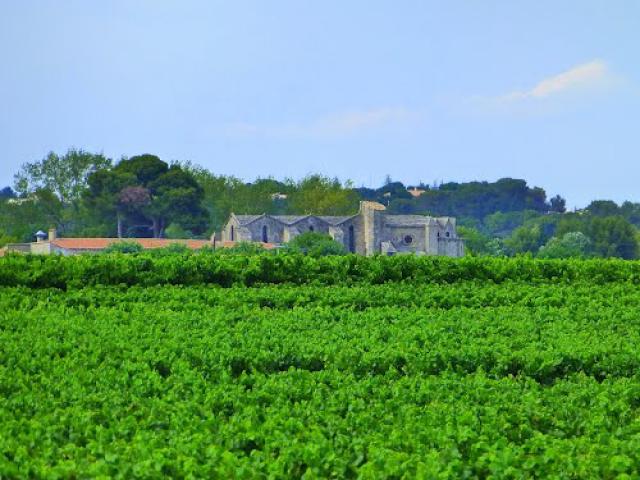 Pignan, l’abbaye de femmes du Vignogoul a été fondée en 1150 par des moniales bénédictines, vignoble de Saint-Georges d'Orques