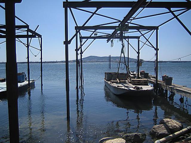 Bateaux et pontons-débarcadaires ostéicoles (au fond le mont Saint-Clair, Sète)