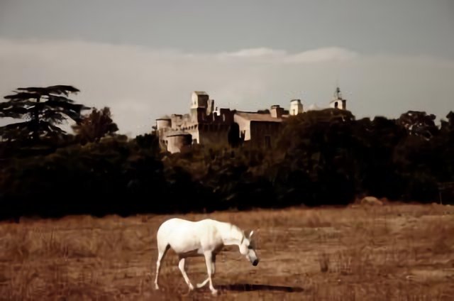 Horse at the palace
