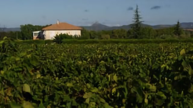 Vignes à Campagnan