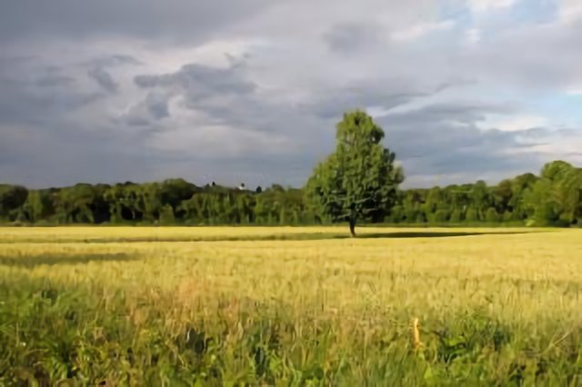 Champs - Prades-le-Lez