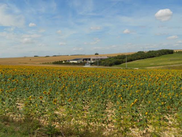 tournesoleil