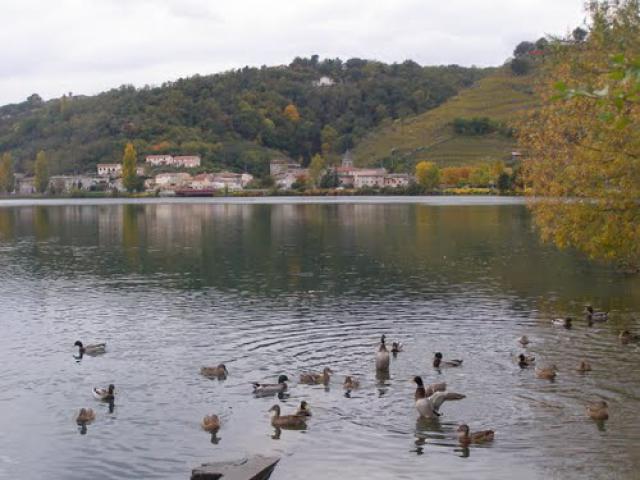 Le Rhône serait-il devenu une mare aux canards ?!...LOL ! # Condrieu # Rhône (69) .