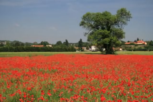 COQUELICOTS