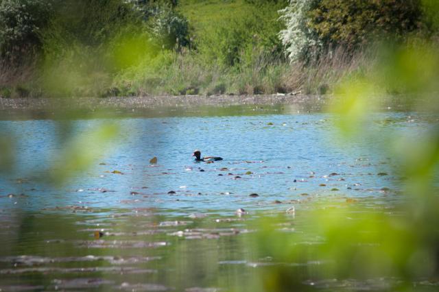 Réserve naturelle régionale de l'étang de Saint-Bonnet