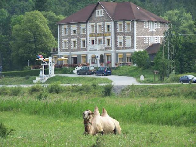 Saint André les Alpes: un cammello?? Mistero...