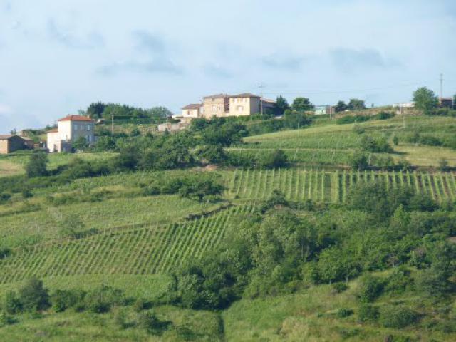 les vignes saint-Joseph