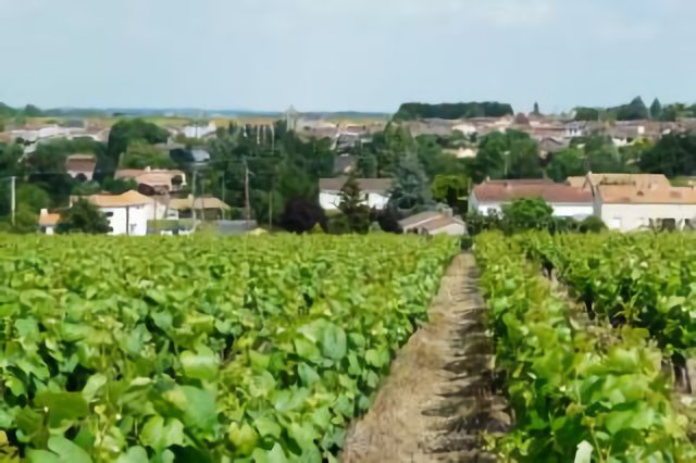 Monnières 44, vigne et village