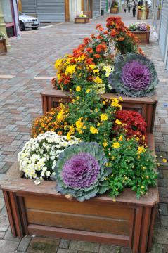 Décoration florale rue de la Couronne, Pithiviers, Loiret, France