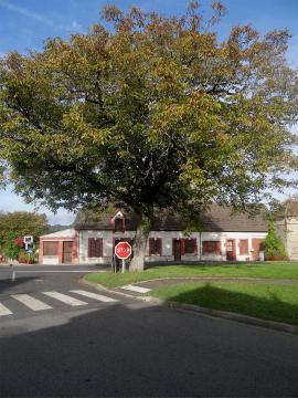 Noyer à l'angle de la rue de la Mairie et des Genièvres, Noyers, Loiret, France.