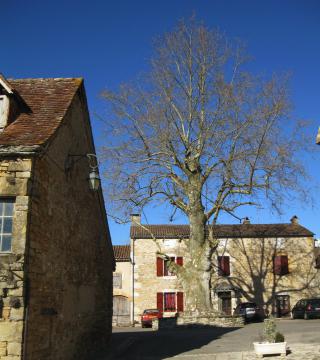 Photo de l'arbre de la liberté de Rignac, Lot, France.