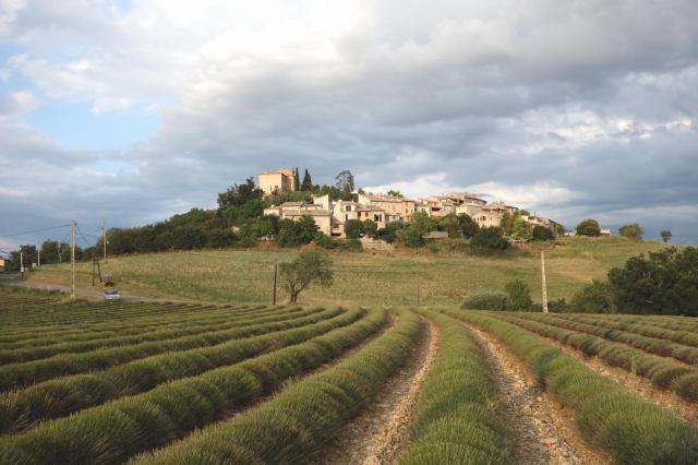Vue d'ensemble du village avec champ de lavandin au premier plan, après la coupe.
