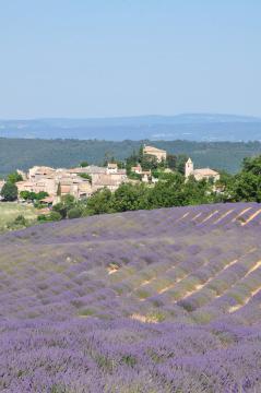 Entrevennes, le village et ses lavandes