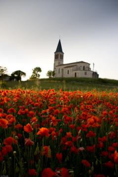 Coquelicots