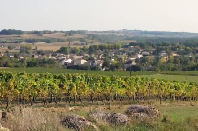 Vignes et village de Barbaste