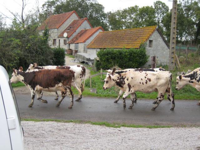 Cows in Normandie