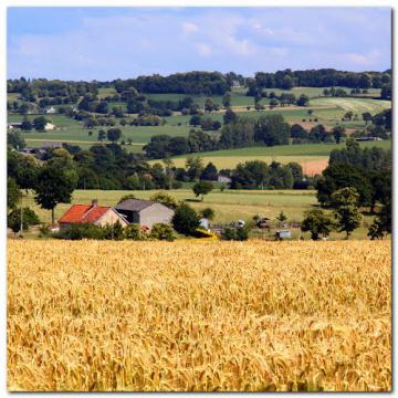 Blés et bocage