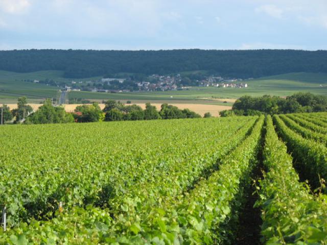 Ludes - le Mont Fournois