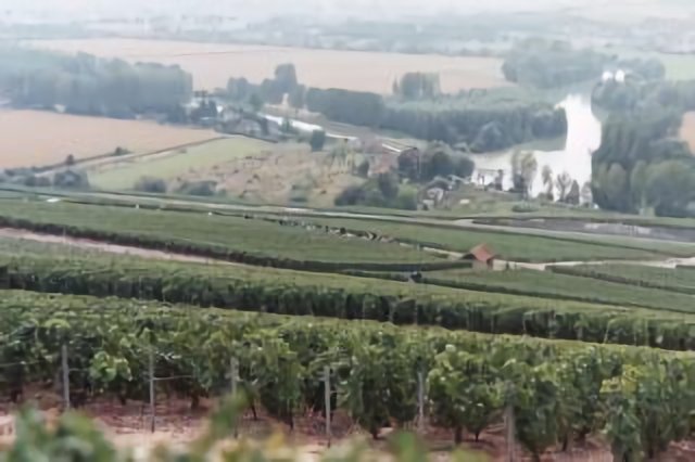 View on the Vineyards