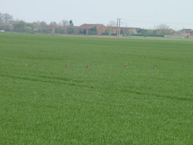 Chevreuils