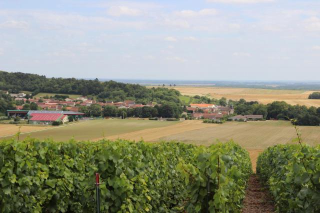 Vue du vignoble et du village