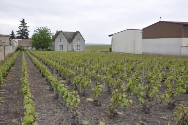 Small Vineyard