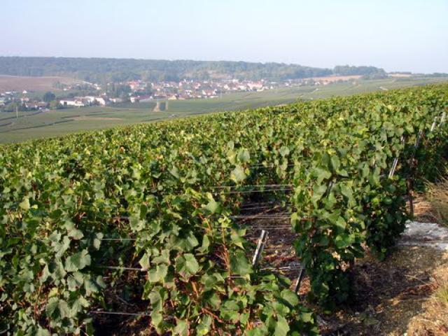 Congy, Champagne