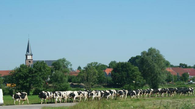 Sortie des vaches à Ancerviller