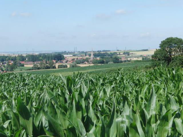 Noordpeene, Chemin du Tom