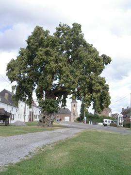 Tilleul du village d'Obrechies, planté à la révolution française.