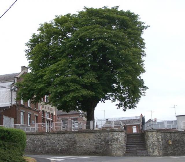 Marronnier devant la mairie de Saint-Rémy-du-Nord