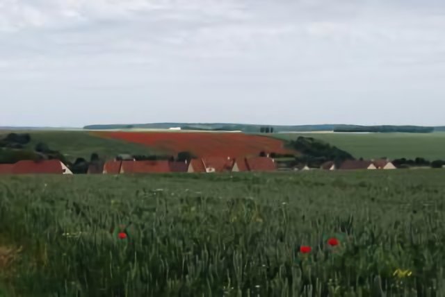 champs de coquelicot