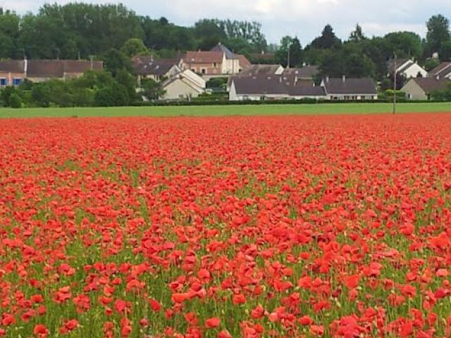 Coquelicots à Cauvigny 2012