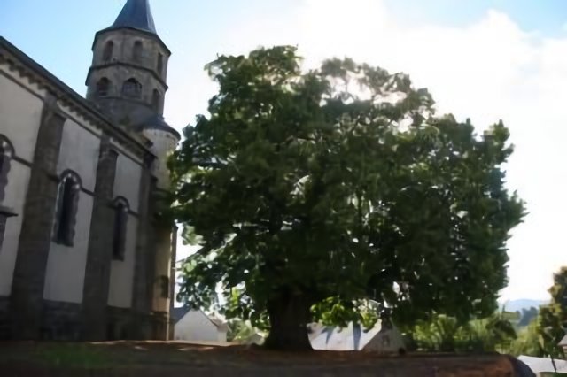 Tilleul de Sully à Olby / Old ‘Sully’ lime tree of Olby (France) - DETAILS: SEE COMMENTS