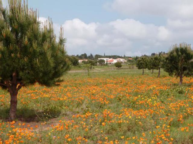 pavots de Californie au parc Ste-Camille de Cabestany
