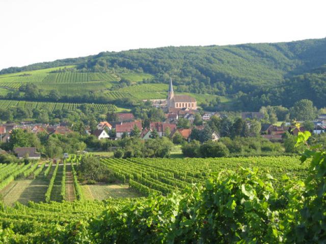 Parmi les vignes, Alsace