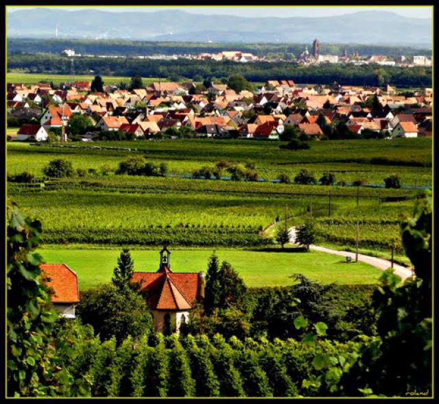 Vue du vignoble de Scherwiller